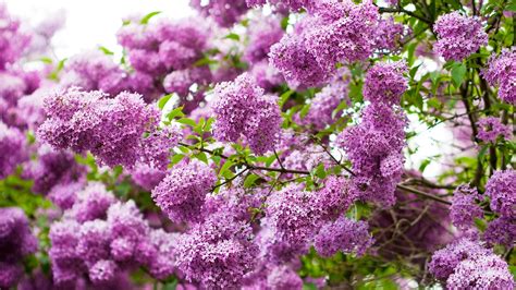 Wallpaper Many Pink Lilac Flowers Twigs Spring 2560x1600 Hd Picture Image