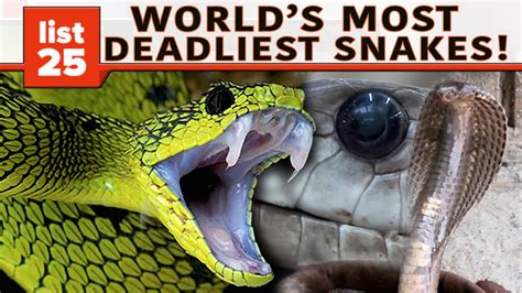 Most Venomous Snake In The World
