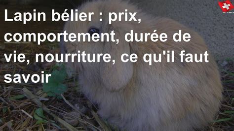 Lapin Bélier Prix Comportement Durée De Vie Nourriture Ce Quil