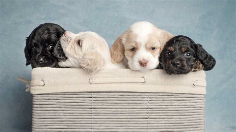 Puppy boutique offers the widest selections of high quality. The Puppy Store Las Vegas - Puppies for Sale in Las Vegas ...