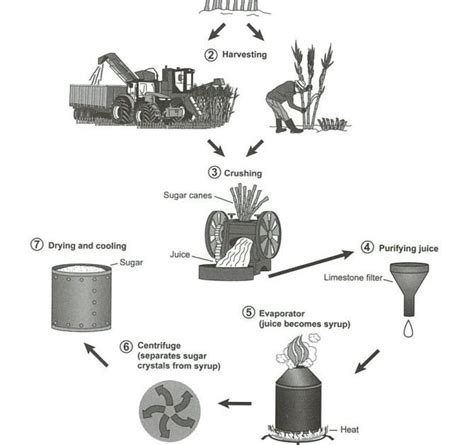 Task 1 Process Chart Sugarcane Harvesting