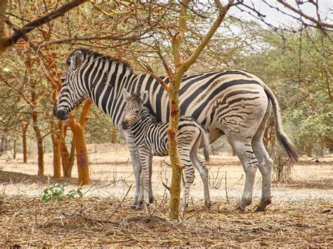 Animals Of West Africa On Behance