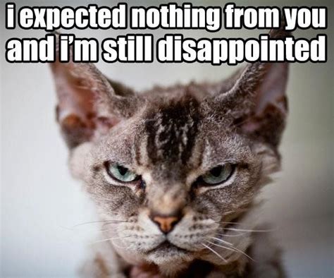 Still Disappointed On Funny Cat Memes Funny Cats Funny Animals