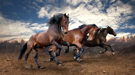 Pictures Horses Running Three 3 Clouds Animal 3840x2160