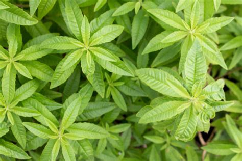 Lemon verbena is also effective in the form of a tonic to treat lethargy or depression and is also employed to cure feverish colds. Images Of Lemon Verbena Alousia Trifolia / See photo 3 for ...