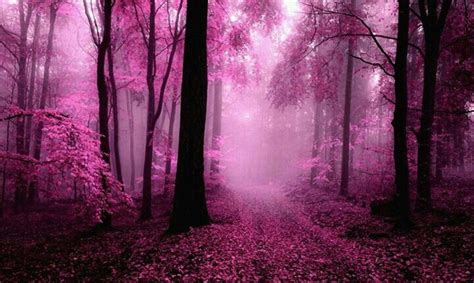 Misty Woods Pink Forest Autumn Landscape Nature