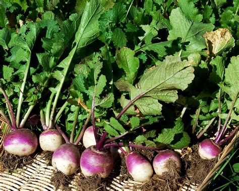 Purple Top Turnips Are The Most Widely Available Variety Of Turnip You