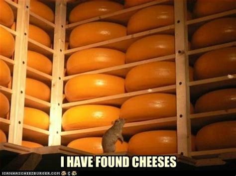 Cheeses Meme Cheesy Jokes Funny Pictures Cheesy Memes
