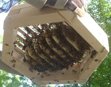 Why choose a top bar beehive? Beekeeping with the Warré hive -- Hexagonal hive