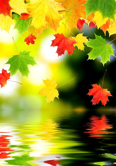 Fall Leaves Wallpapers 4k Hd Fall Leaves Backgrounds On Wallpaperbat