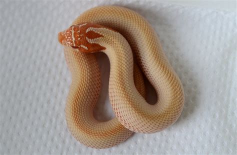 Some recently hatched Hognose Morphs -) - Reptile Forums