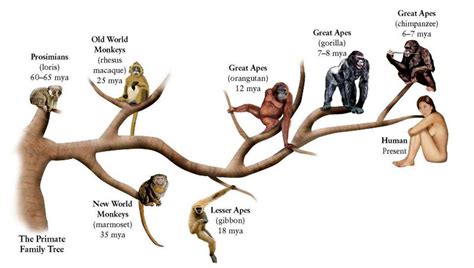 In search of the Great Apes-Gorilla, Chimpanzee & Orangutan - Ramdas ...