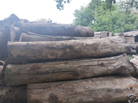 Furniture Indian Teak Wood Logs At Rs 800cubic Feet Indian Teak Wood In New Delhi Id