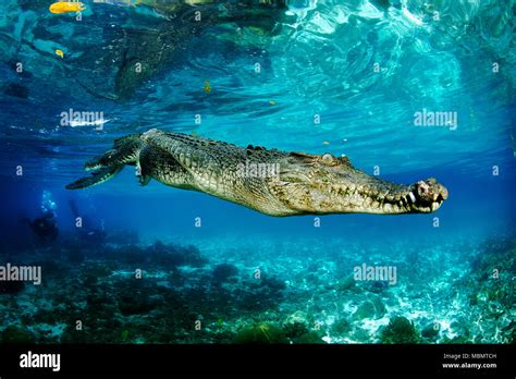 Saltwater Crocodile Crocodylus Porosus Largest Of All Living