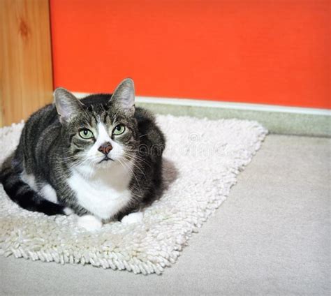 Moderne teppiche günstig online kaufen ? Katze Auf Einem Teppich Bild. Bild: 3374722