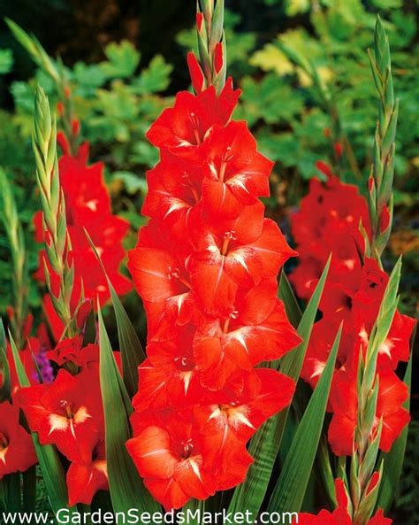 Gladiolus Traderhorn 5 Bulbs Garden Seeds Market Free Shipping