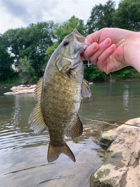 Black Bass Slam Smallmouth Bass South Carolina Wild