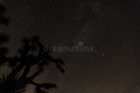 Silhouette Of A Joshua Tree At Night In Joshua Tree National Park Stock