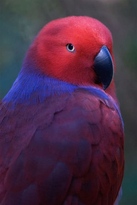 Solomon Eclectus Parrot Parrot Pretty Birds Beautiful Birds