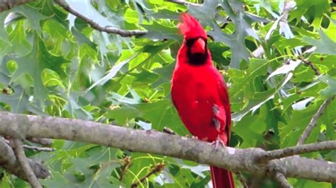 Northern Cardinal Song Youtube