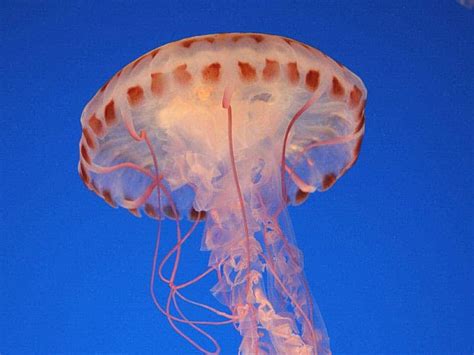 How A Jellyfish Sting Works In Microscopic Slow Motion
