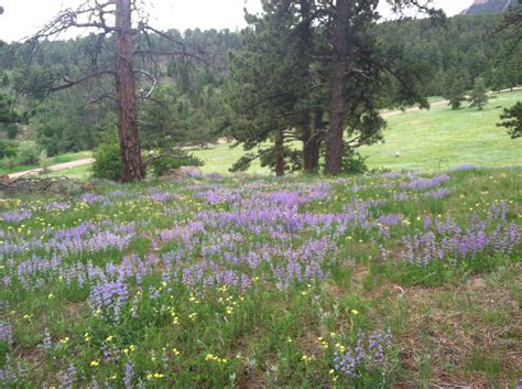 Free Images Colorado Wildflowers Lupine Mountain Meadow