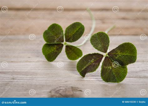 Two Four Leaves Clovers For Good Luck Stock Photo Image Of Copy