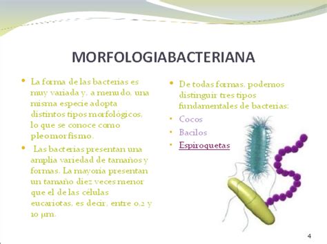 Bacterias Definición Y Clases