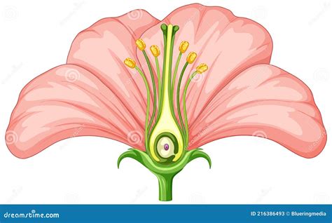 Parts Of Flower With Titles Cross Section Of Typical Angiosperm Flower