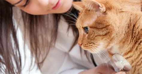 Pet Care Symptoms Standing With Head Lowered Petpremium