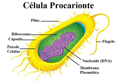 Células Eucariotas Toda La Materia Definiciones Y Conceptos