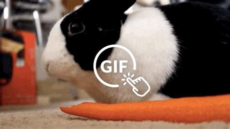 10 Fuzzy Rabbits Who Nibble Food More Adorably Than You Do The Dodo