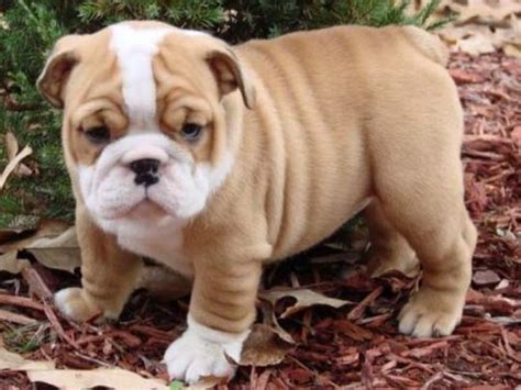 Hi,we are willing to donate our french bulldog puppies for adoption. English Bulldog Puppies for Adoption | English Bulldog Puppies