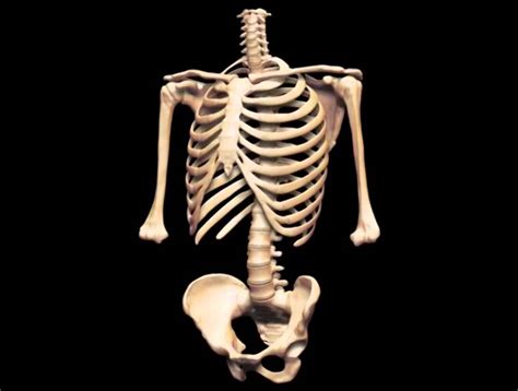 Скелет человека The Human Skeleton Youtube