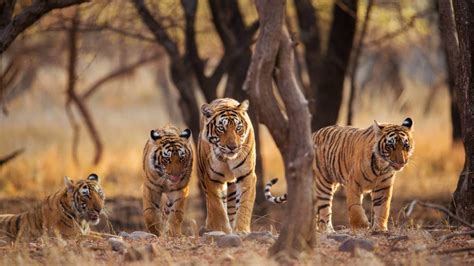 10 Best Tiger Safari Destinations In India Tour My India