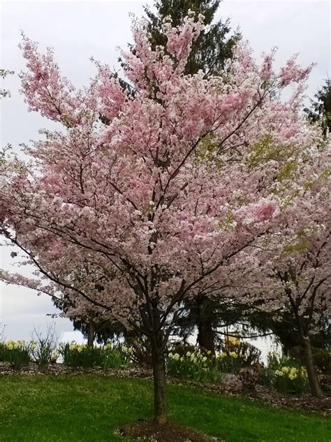 Flowering Kwanzan Cherry Tree Gardenand Usa Improve Your Environment