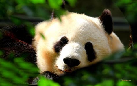 Central Wallpaper Cute Panda Bears Hd Wallpapers Riset