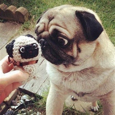Funny Animals Pug Expression Dump A Day