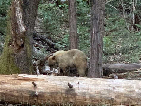 Bear In Yosemite National Park Yosemite National Park Yosemite