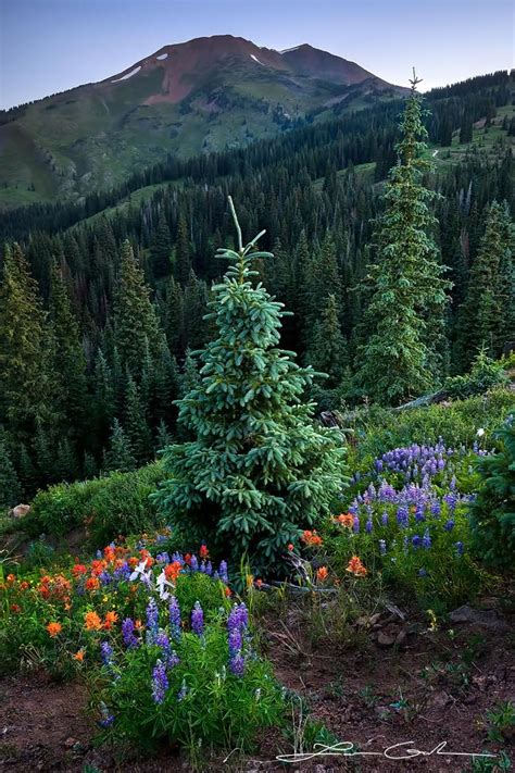 Secret Garden Wildflowers Elk Mountains Gintchin Fine Art