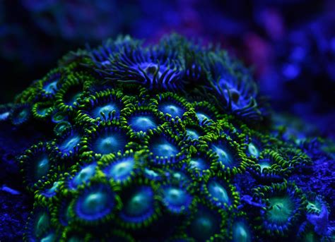 23 Fluorescent Coral Reefs Under Uv Light Gallery Ebaums World