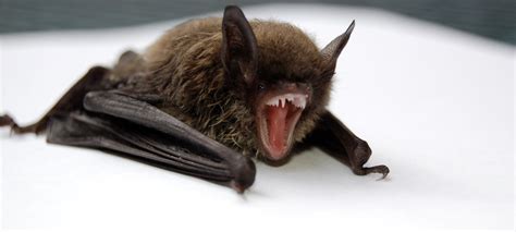 Rabid Bat Found At Irwindales Santa Fe Dam Aug 4 Health Officials Say