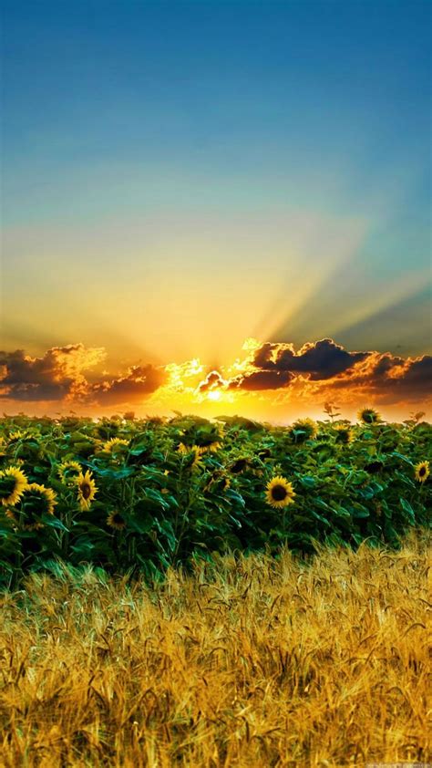 Nature Iphone 6 Plus Wallpapers Sunset Over Sunflower