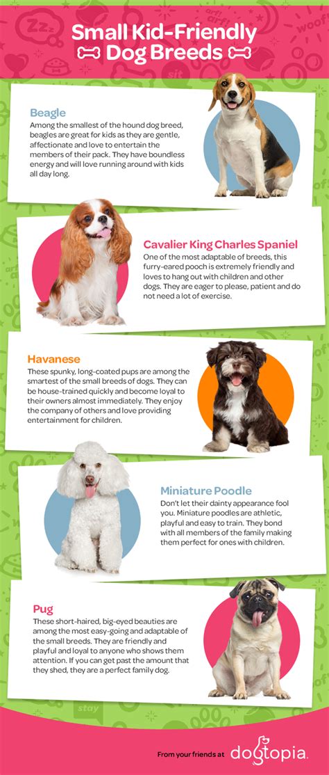 Infographics The Best Small Dog Breeds For Kids Dogtopia