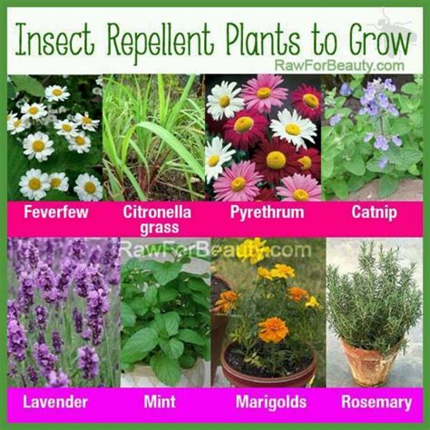 Pin by julie t on Summer | Insect repellent plants, Mosquito repelling ...