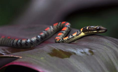 Banded Flying Snake Facts And Pictures