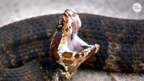 Poisonous Snakes Most Venomous Fangs In America