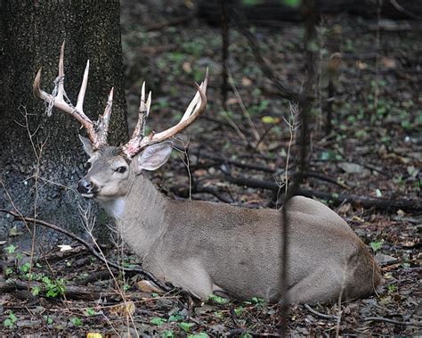 Biggest Buck I Ever Photographed In Nj New Jersey Hunters