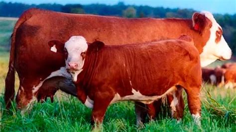 Simmental Breed Of Cattle
