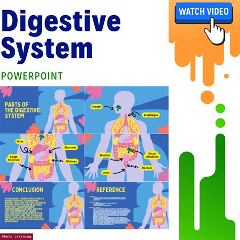 Digestive System A Powerpoint Tour On How Food Is Digested — Shoto